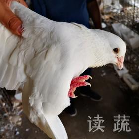 乳鸽 (2只装) 鸽龄28-30天，宰杀后每只净重约400g左右
