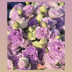 波浪桔梗/钢丝球