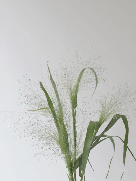 喷泉草 商品图2