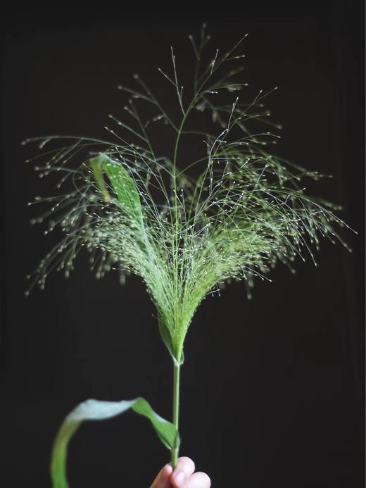 喷泉草 商品图1