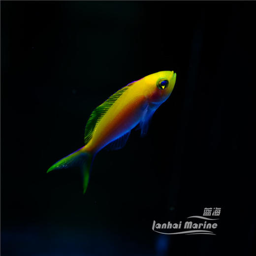 夏威夷宝石 母 商品图1