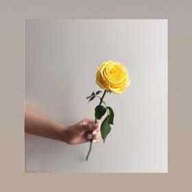 玫瑰—金枝玉叶