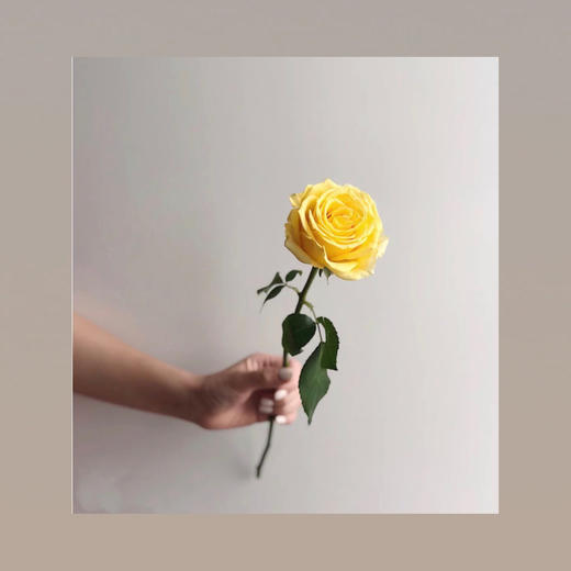 玫瑰—金枝玉叶 商品图0