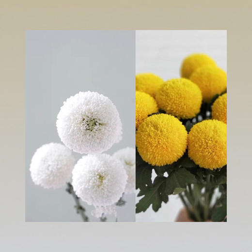 乒乓菊 商品图0