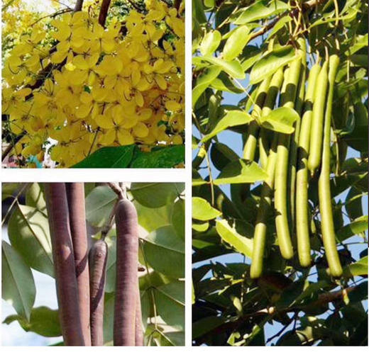 【  腊肠果】云南大解果   水果 天然腊肠果树 吃了全身舒畅 商品图7