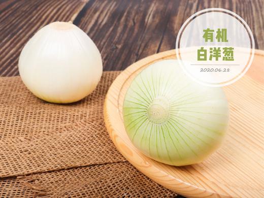 有机农场精选  有机白洋葱 400克 商品图0