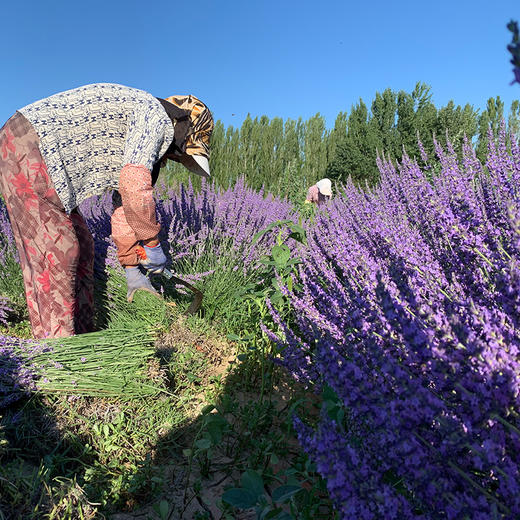 新疆英国兰薰衣草干花束 商品图3