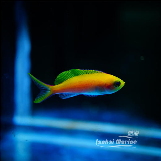 夏威夷宝石 母 商品图6