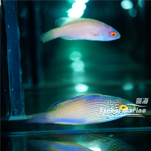 夏威夷金丝雀  对装 商品图1