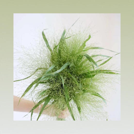 喷泉草 商品图0