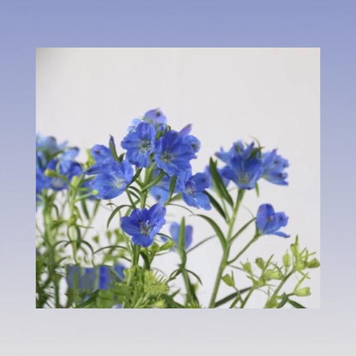 小飞燕 商品图0