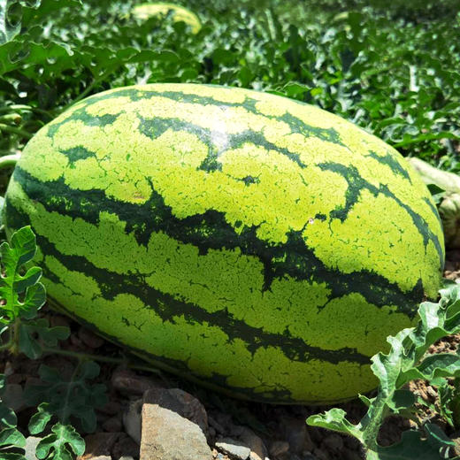 中卫香山硒砂瓜