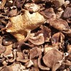 云南野生香菇（菌干） | 浓郁醇香 | 公平贸易 * Yunnan Wild Forest Mushrooms | Fair Trade 商品缩略图1