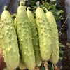 优选|海阳白玉黄瓜   脆嫩多汁  清香扑鼻   甜润爽口  4.5斤 商品缩略图1
