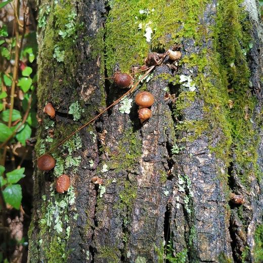 云南野生香菇（菌干） | 浓郁醇香 | 公平贸易 * Yunnan Wild Forest Mushrooms | Fair Trade 商品图4
