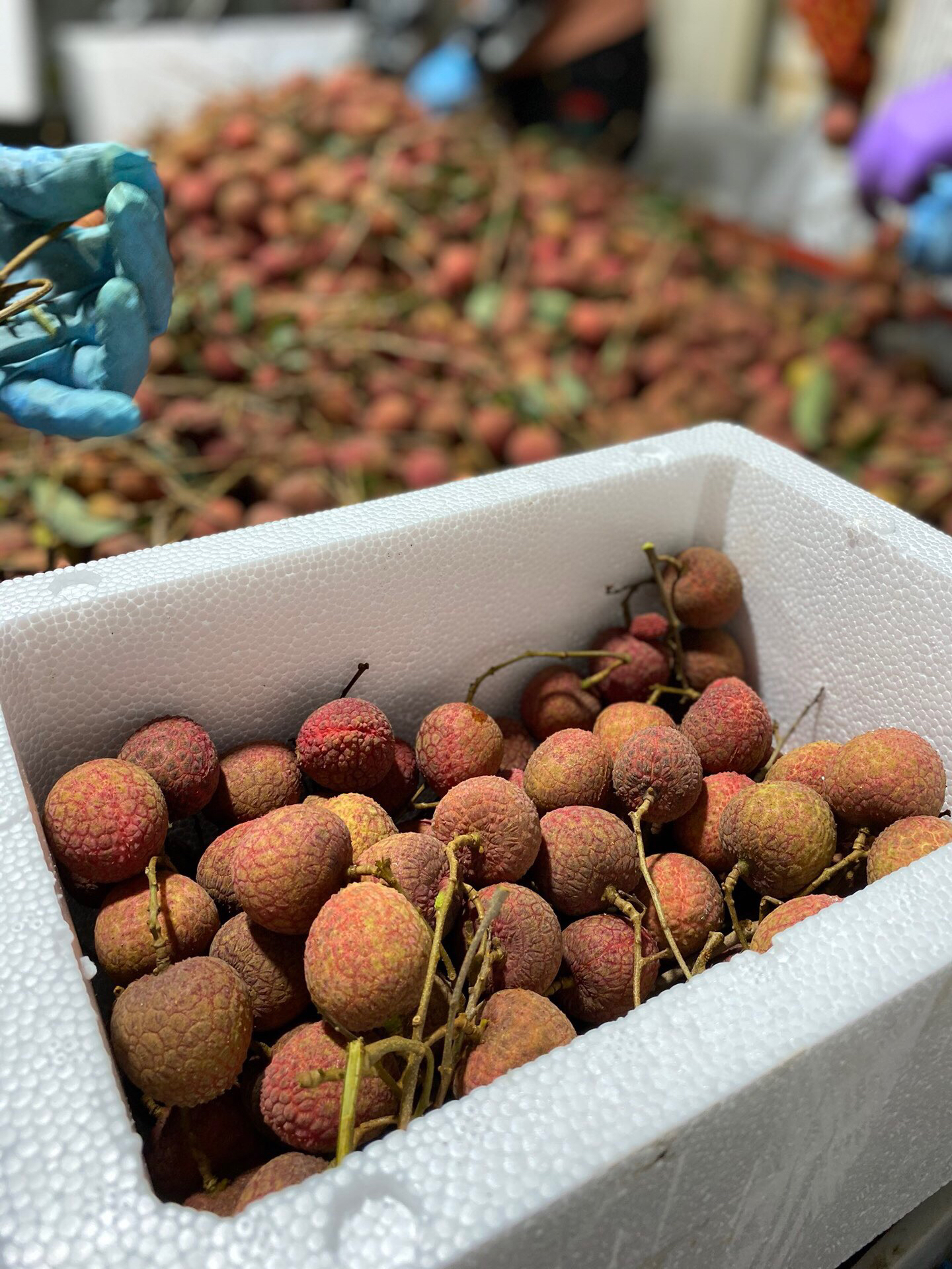 漳州乌叶荔枝四斤送半斤一斤约24个