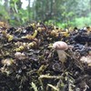 云南野生香菇（菌干） | 浓郁醇香 | 公平贸易 * Yunnan Wild Forest Mushrooms | Fair Trade 商品缩略图2