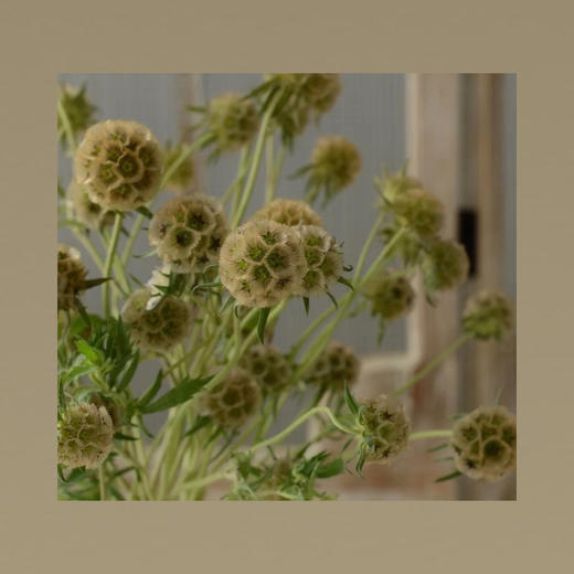 风车果 商品图0