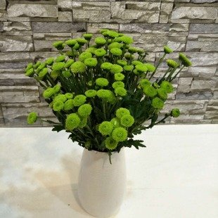 单支绿色小雏菊(10支起卖，不含花瓶不含包装）