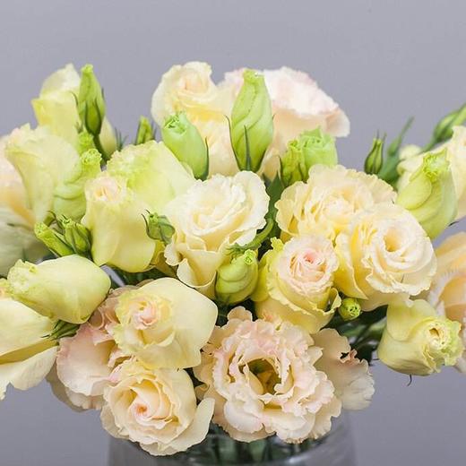 单支香槟色洋桔梗（10支起卖不含花瓶不含任何包装) 商品图0