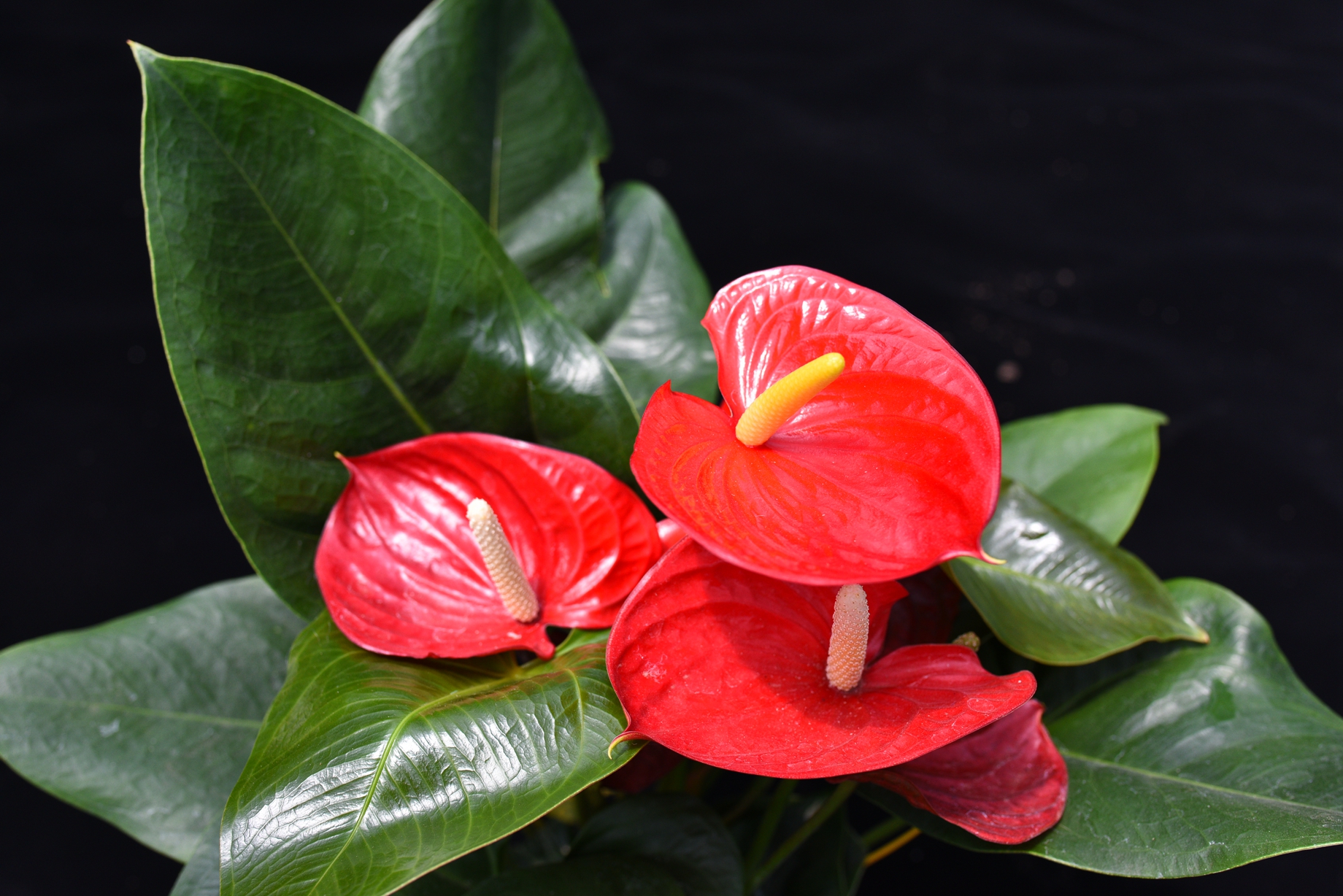 红掌花,燃起春晖的花烛,(原盆装)全国包邮