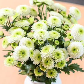 单支白绿色小雏菊(10支起卖，不含花瓶不含任何包装)