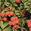【大口荔枝  荔枝中的香槟】2026增城仙村进奉荔枝 商品缩略图9