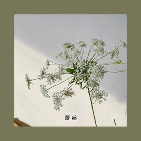 女王蕾丝