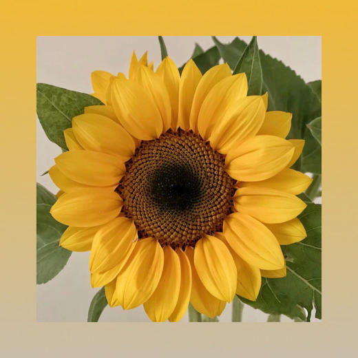 优质向日葵 商品图0