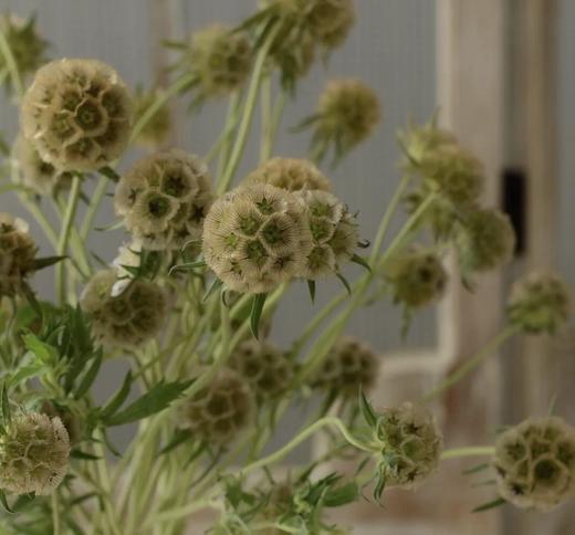 风车果 商品图1