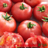 【珠三角包邮】敦煌草莓番茄 3斤±3两/  箱（次日到货） 商品缩略图1
