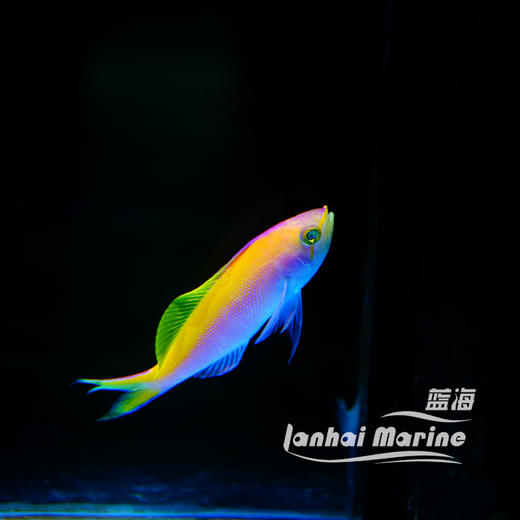 夏威夷宝石 母 商品图5