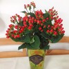 红豆（相思豆）(10支起送，不含任何包装，不含花瓶) 商品缩略图0