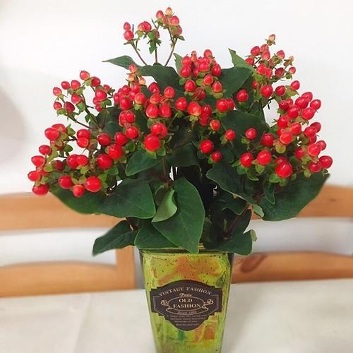 红豆（相思豆）(10支起送，不含任何包装，不含花瓶) 商品图0