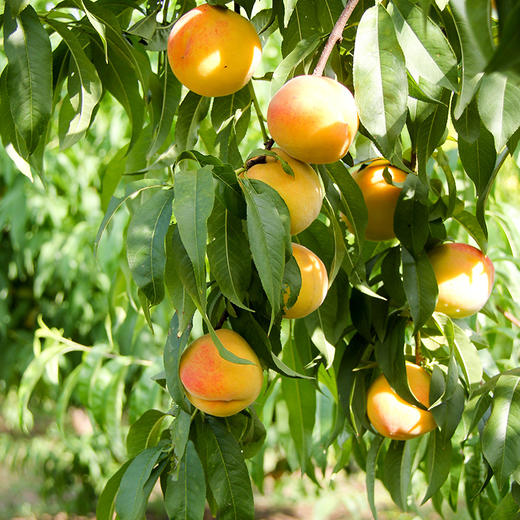 来自黄河故道两岸 砀山香甜黄桃 商品图1