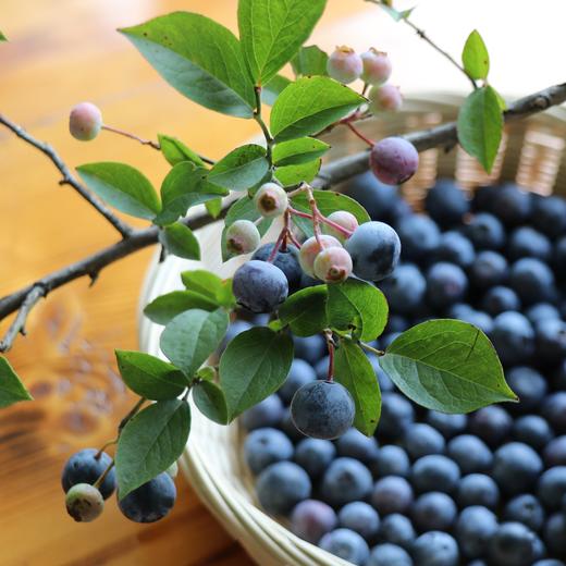 有机蓝莓（江苏） | 合作生产*Organic blueberries | Partner Production 商品图3
