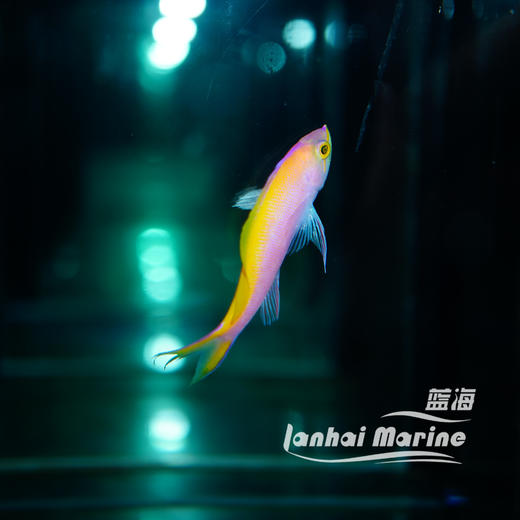 夏威夷宝石 母 商品图4