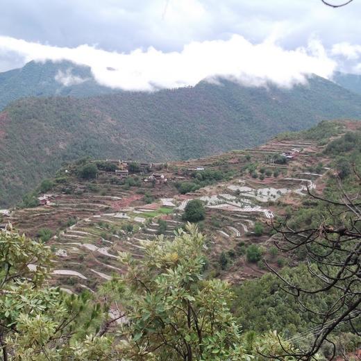 云南野生香菇（菌干） | 浓郁醇香 | 公平贸易 * Yunnan Wild Forest Mushrooms | Fair Trade 商品图5