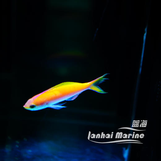 夏威夷宝石 母 商品图3