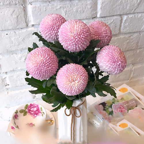 单支粉色乒乓菊(10支起卖，不含花瓶，不含任何包装)