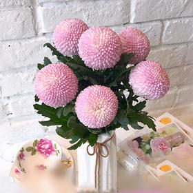 单支粉色乒乓菊(10支起卖，不含花瓶，不含任何包装)