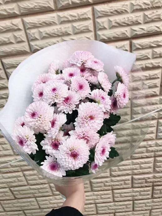 单支粉色小雏菊(10支起卖，不含花瓶不含任何包装) 商品图0