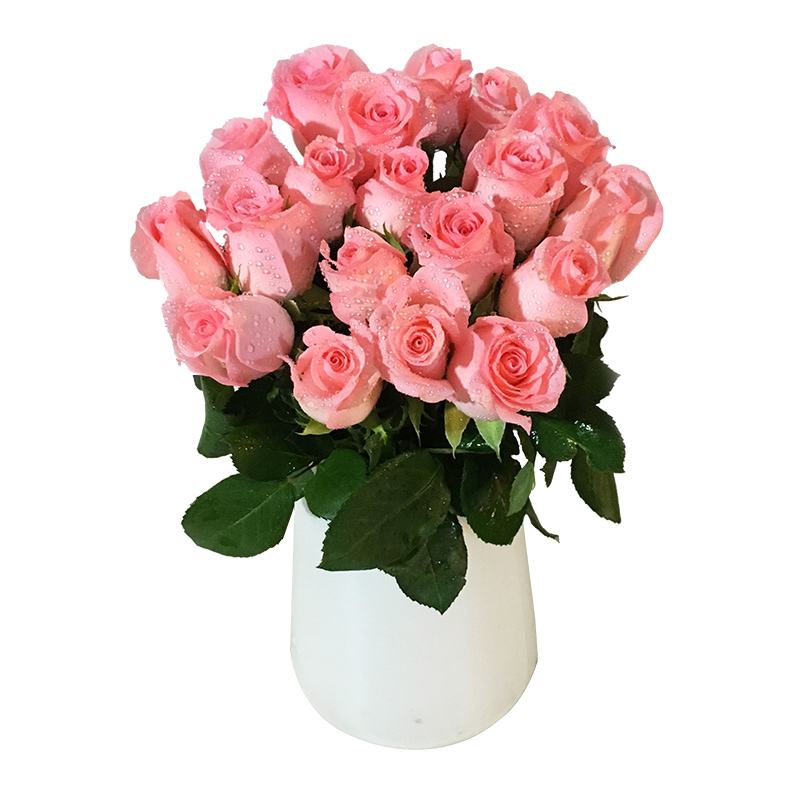 单支戴安娜(10支起送，不含任何包装，不含花瓶)