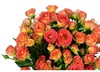 单支橘色火焰蔷薇（10支起卖，不含花瓶，不含包装） 商品缩略图0