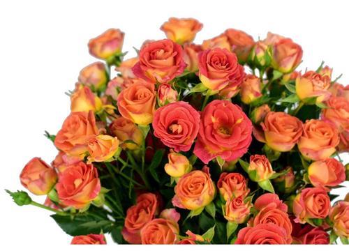 单支橘色火焰蔷薇（10支起卖，不含花瓶，不含包装） 商品图0