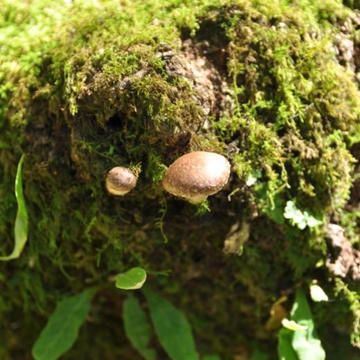 云南野生香菇（菌干） | 浓郁醇香 | 公平贸易 * Yunnan Wild Forest Mushrooms | Fair Trade 商品图3