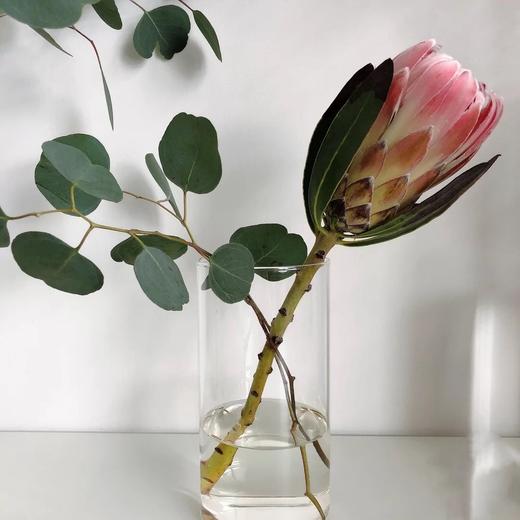 南非公主 商品图1