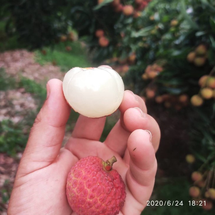 广西正宗灵山岭丰糯荔枝,核小肉厚脆甜净重6斤159元修枝礼盒装,省外 