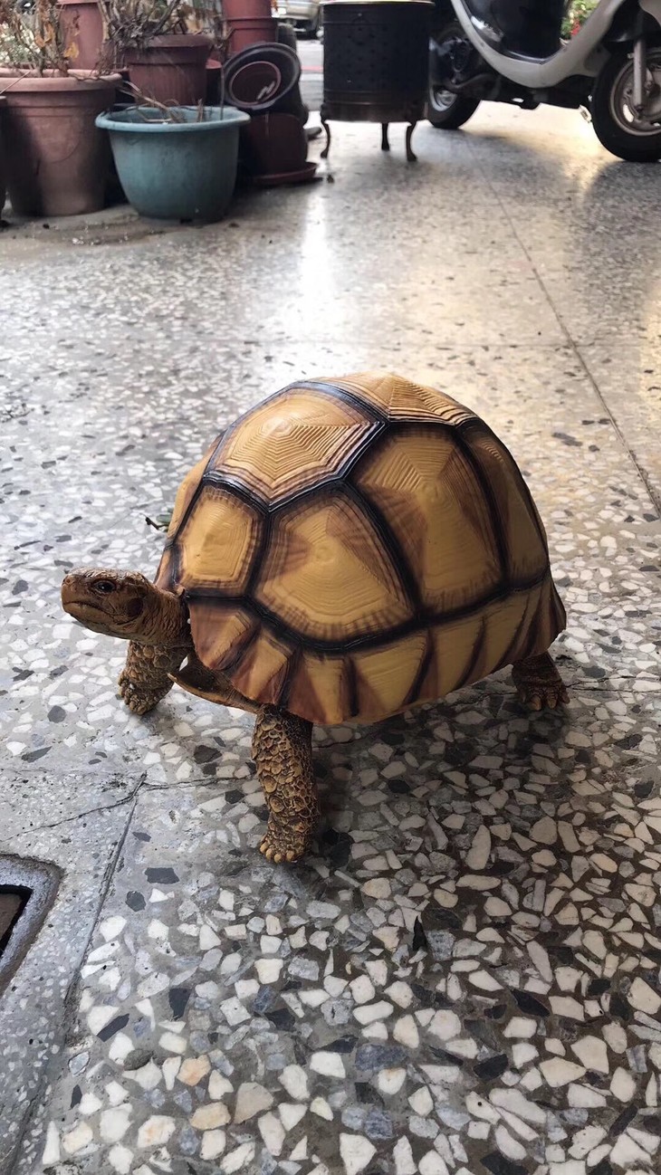 一周发货安哥洛卡陆龟精雕树脂模型40cm