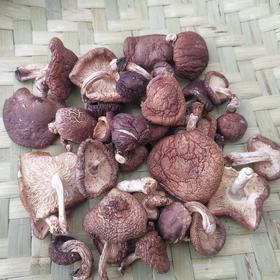 云南野生香菇（菌干） | 浓郁醇香 | 公平贸易 * Yunnan Wild Forest Mushrooms | Fair Trade